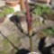 Leopárdpálma (Amorphophallus konjac) 2013. 03.05. 4