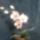 Orchidea-002_1634177_7202_t