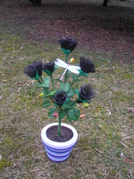 fekete rózsa fa