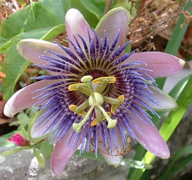 Passiflora_caerulea_-_Blue_Passion_Flower1
