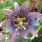 Passiflora_caerulea_-_Blue_Passion_Flower1