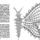 Lep101_1636151_9112_t