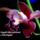 Nonapra_1636027_9120_t