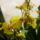 Orchidea-001_1636347_7104_t