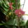 Orchidea-002_1636350_9112_t