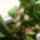 Orchidea-004_1636354_7511_t