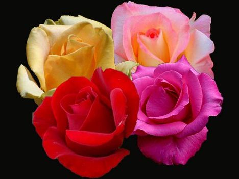 Négyszínű rózsa