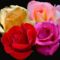 Négyszínű rózsa