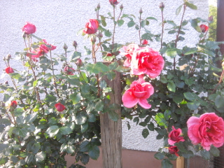 rózsa 13