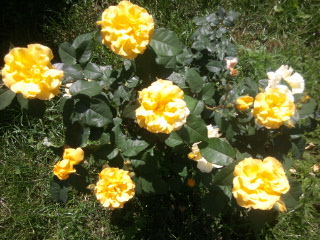 rózsa 15