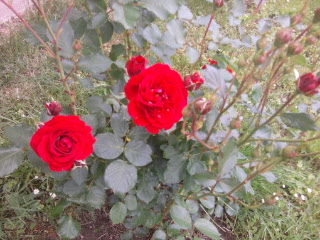 rózsa 16