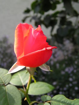rózsa 1