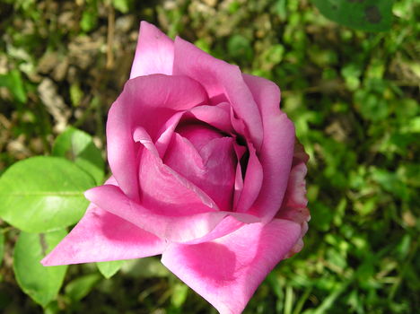 rózsa 23