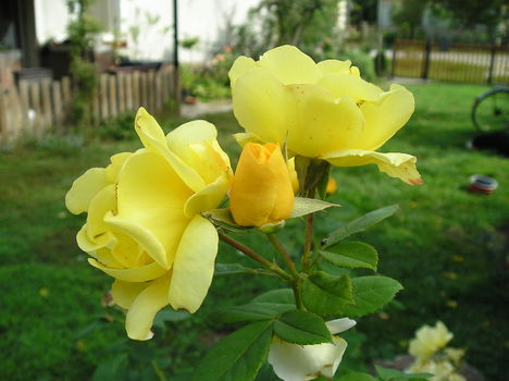 rózsa 26