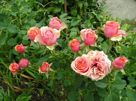 rózsa 28