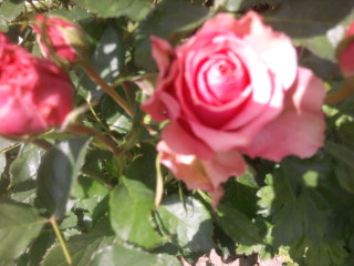 rózsa 29