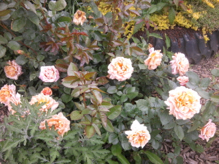 rózsa 32