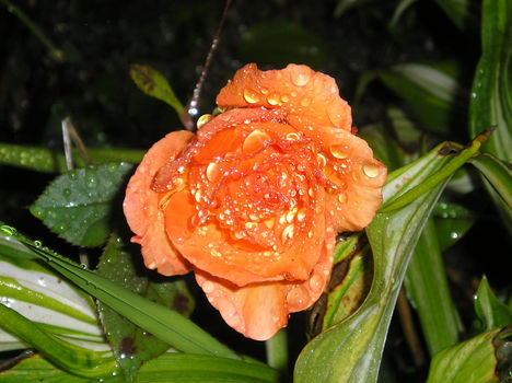 rózsa 35