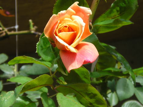 rózsa 4