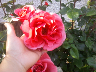 rózsa 5