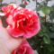 rózsa 5
