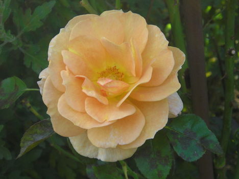 rózsa 6