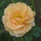rózsa 6