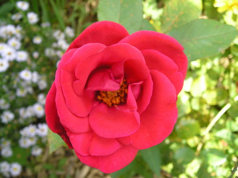 rózsa 9