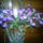 Dendrobium_kingianum-001_1639244_5498_t