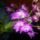 Dendrobium_kingianum_1639241_6401_t