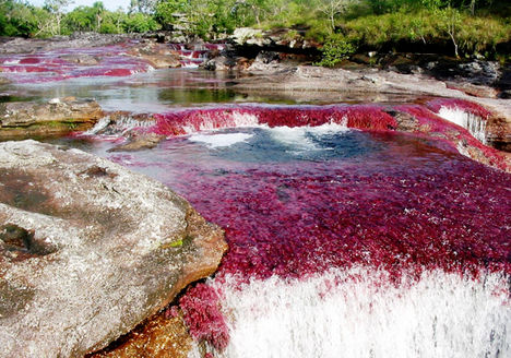 A kolumbiai Cano Cristales, melyet szivárványfolyónak is nevezik, köszönhetően annak, hogy egy különleges növény, a Macarenia clavigera borítja be