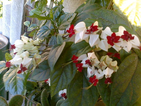 Clerodendrum thomsoniae, - vérző szívvirág