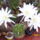 Echinopsis-004_163236_12011_t