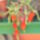 Echinopsis_chamaecereus_163238_32850_t