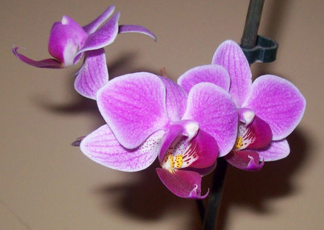 Orchideáim 1