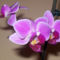 Orhideáim 1