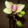 Orhideaim_2_1630955_9906_t