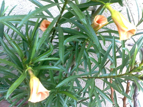 Thevetia peruviana, - perui leander