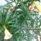 Thevetia peruviana, - perui leander