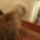 Akrobaba_kutya_gif_250_1641010_7935_t
