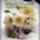 Kellemes_tavaszvaro_napot_1641183_4051_t