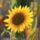 Napraforgo78kb_1641511_5725_t