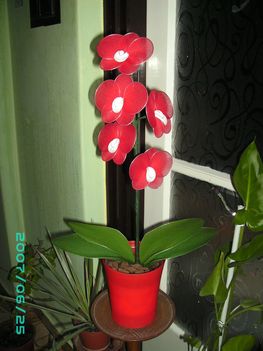Piros orchidea kérésre