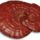 Dxnganoderma_11_1642094_1805_t