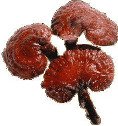 dxnganoderma 14