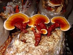 dxnganoderma 20