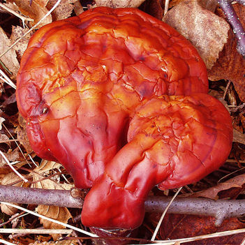 ganoderma 24