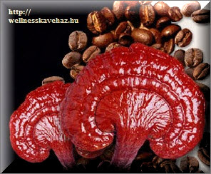 ganoderma 42