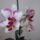 Orchidea_1642680_5298_t