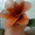 Harisnyaviragoknylon_flower_13_1643169_1184_t